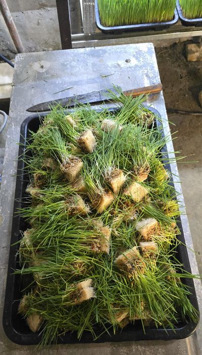 Gidroponika stelaj