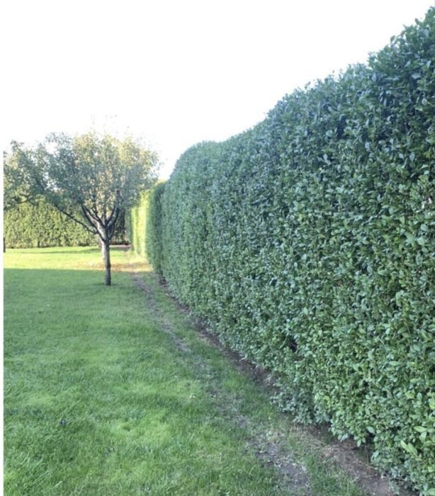 Lemn cainesc , gard viu