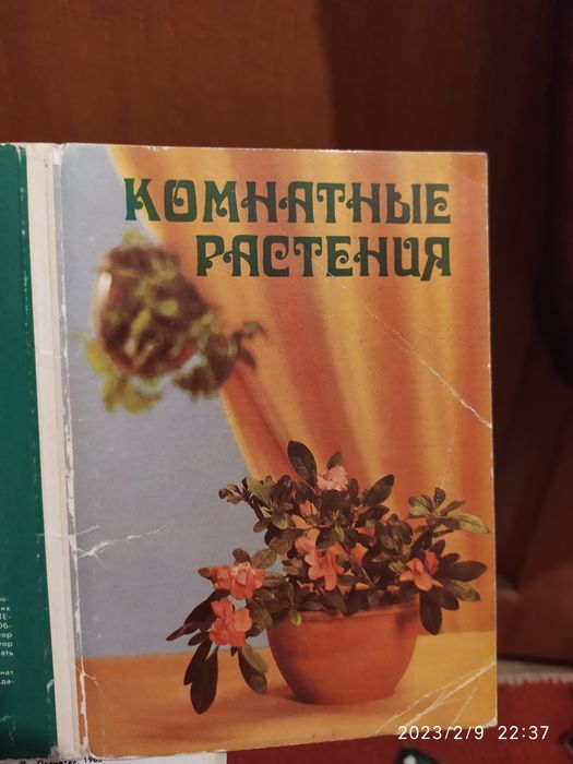 Комнатные растения , зелёная аптека, декоративные растения