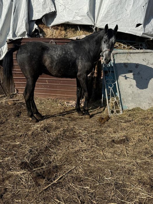 Айгыр жеребец айғыр 4 жасар