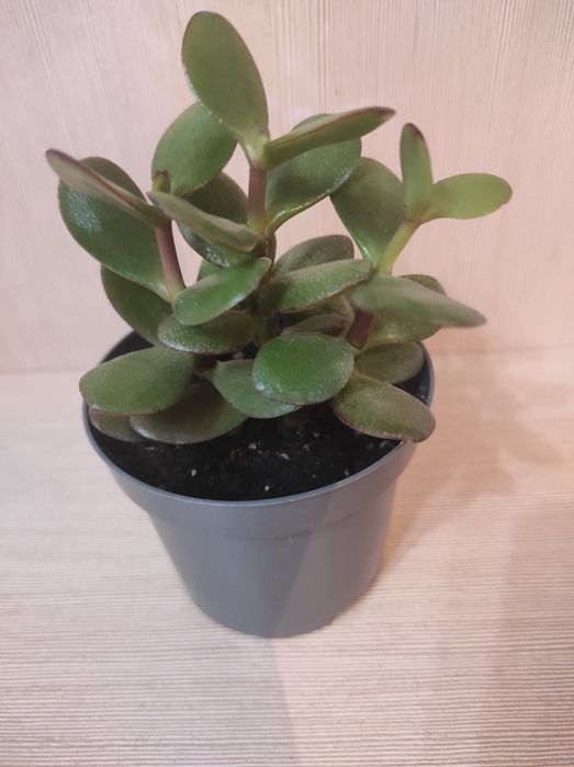 Комнатные растения. Денежное дерево. Крассула. Толстянка.