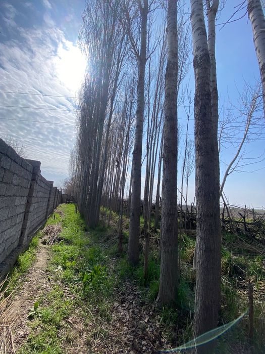 Терак сотилади. 200 дона