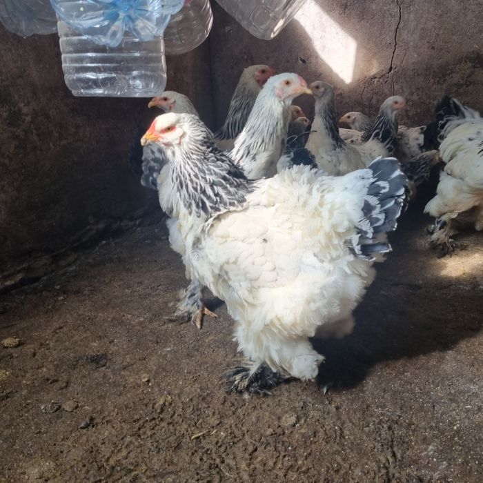 Продавам кокошки БРАМА