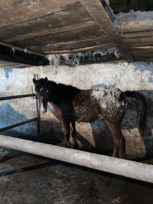 Тай Кунанга шыгады