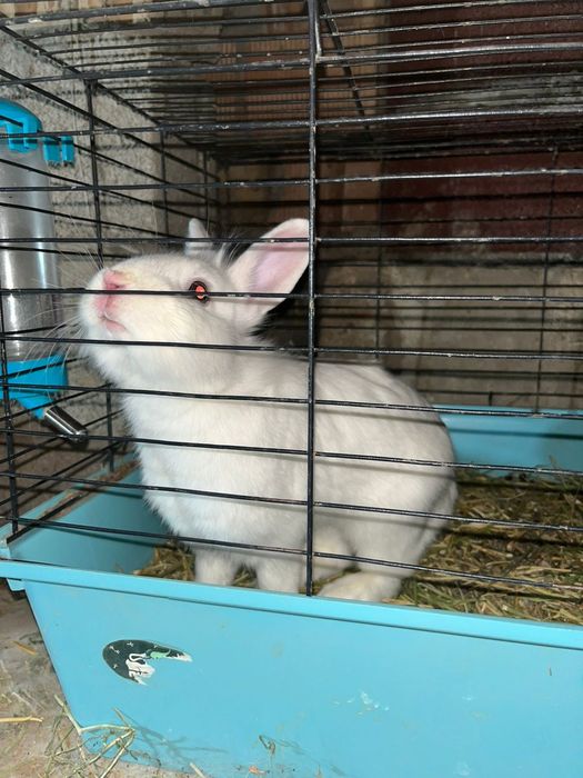 Декоративные кролики