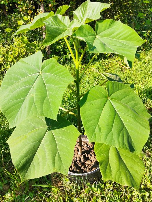 Plante paulownia de vânzare