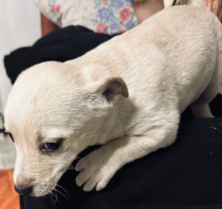 Отдаю щенков бесплатно