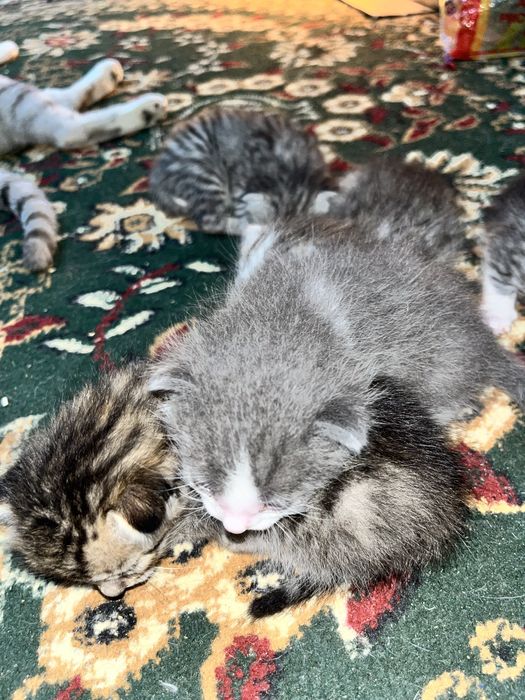 Котяты с красивыми оттенками