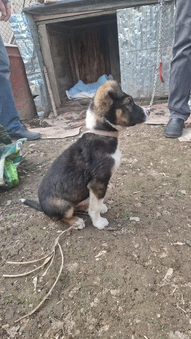 Щенок 2 месяца помесь с овчаркой