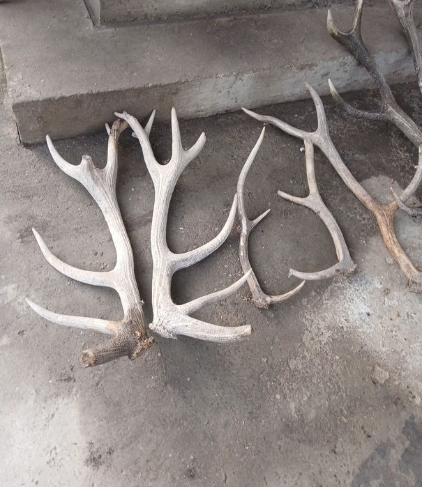 Coarne de cerb preț ne