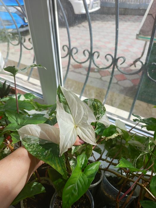 Цветы  Комнатные