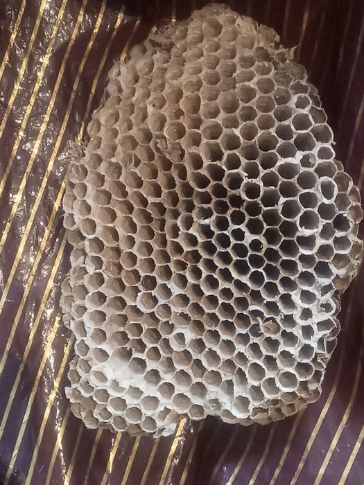 Осы) осиное гнездо лечебные