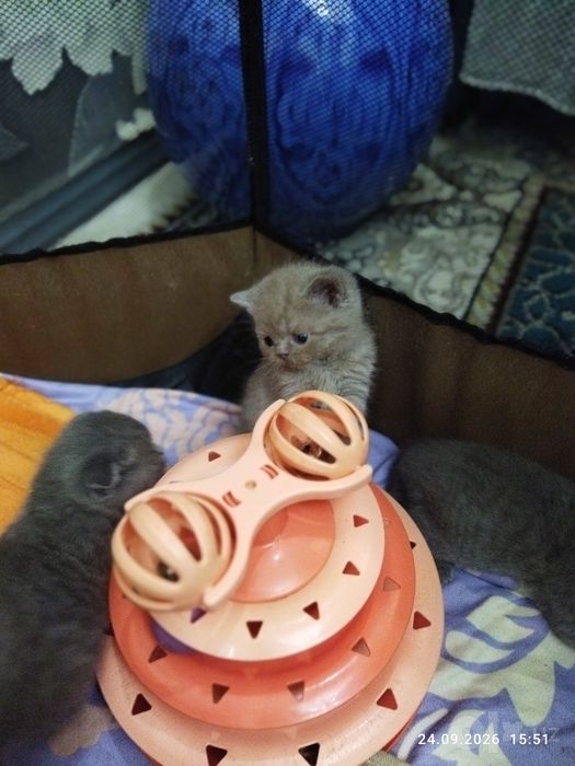 Шотланские котята