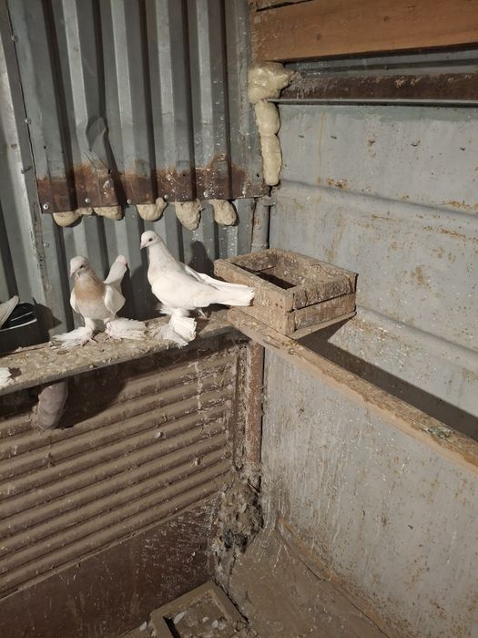 Продам голубей игра гребля тяга