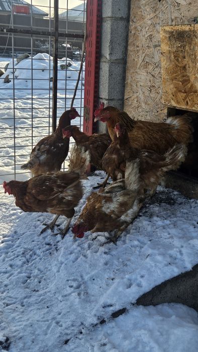 Продаю Ломан Браун