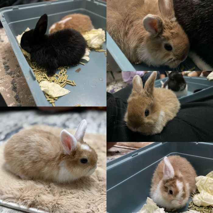 Карликовый кролик