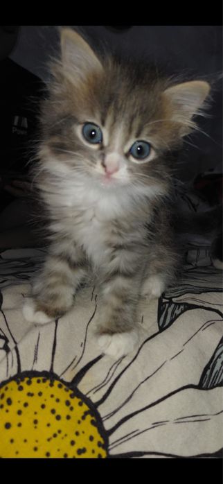 Кошечка красотка