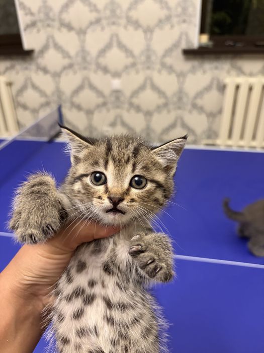 Шотландские котята