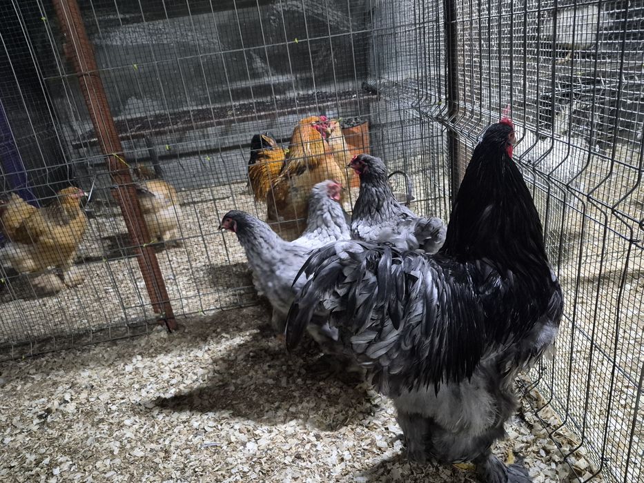 Oua pentru incubat Brahma Cochinchina Combatant indian