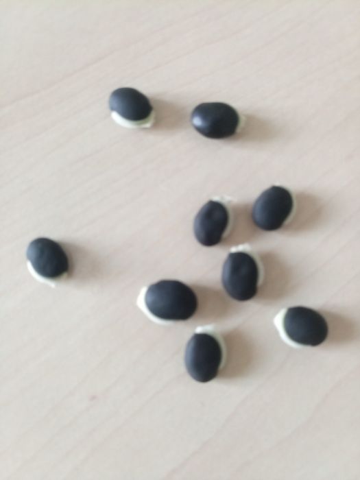 Продам семена Гавриш