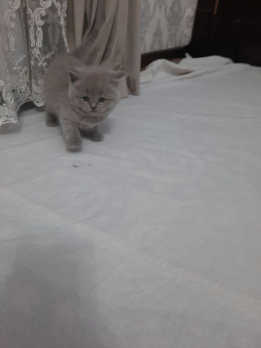 Mushuk Scottish fold va straid