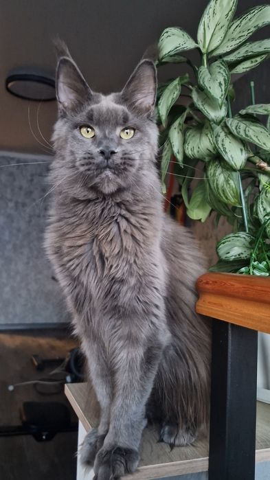 Мейн-кун девочка