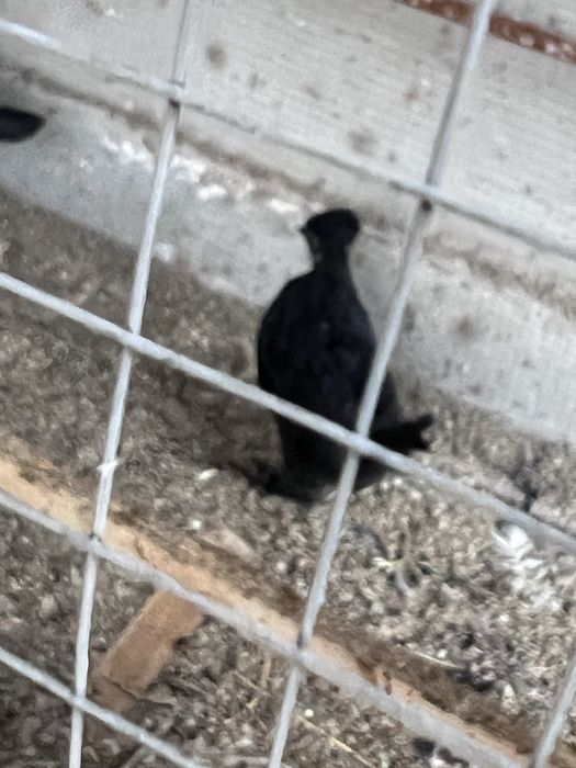 Tovuq hurozlar sotiladi yaponcha parodni Qora Oq