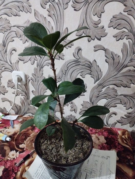 Фикусы и молочай крупноцветковый