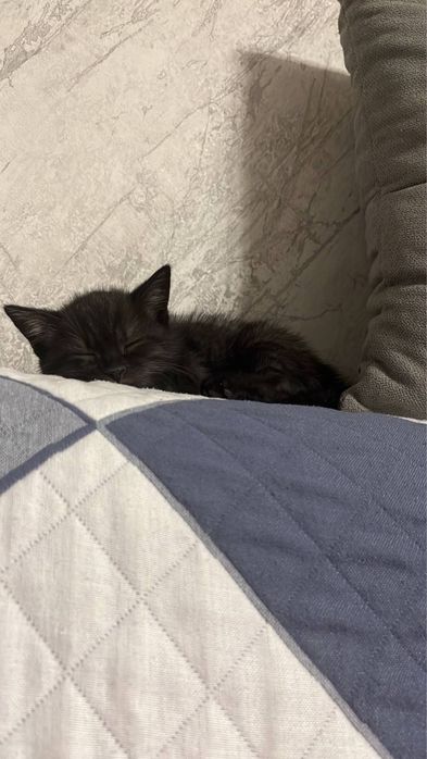 котенок, кошка, киса