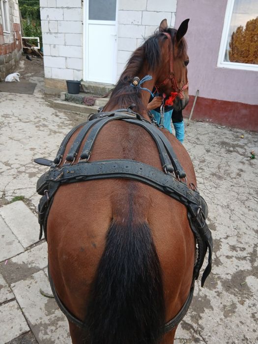 Vând mânz de un an si 8 luni