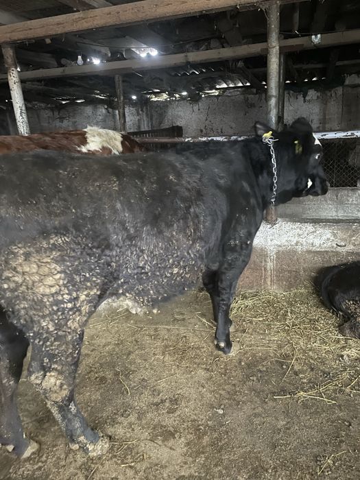 De vanzare junica angus