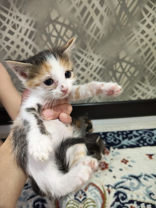 Одам в добрые руки. Котята