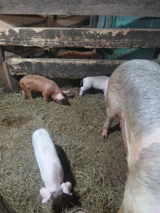 Продам поросят  1 месяц