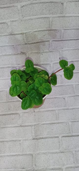 Продам излишки растений недорого