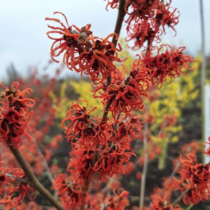 Вещерско дърво-(Магически лешник )