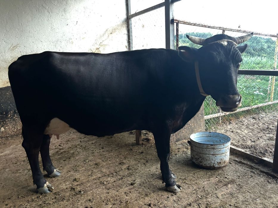 Ірі-қара мал сатылады