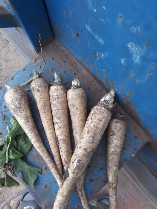 Vând Pătrunjel Pastarnac