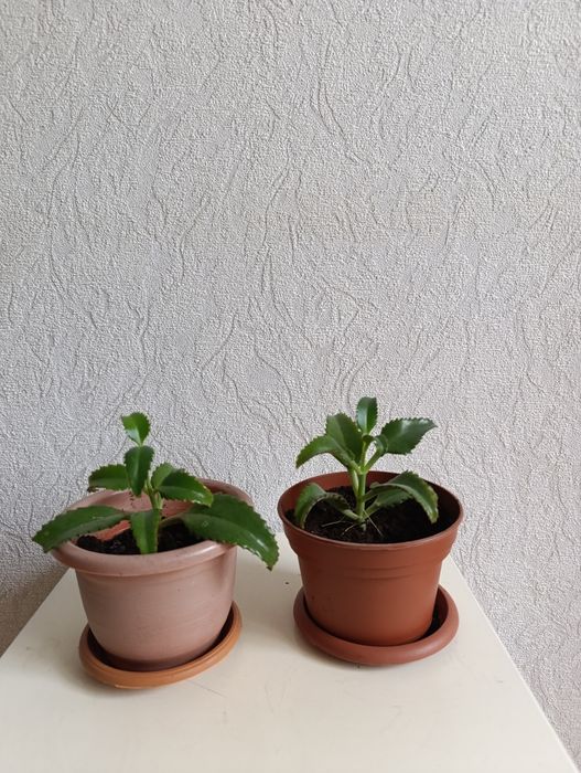 Каланхоэ лечебный