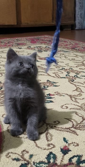 Котята чистой породы