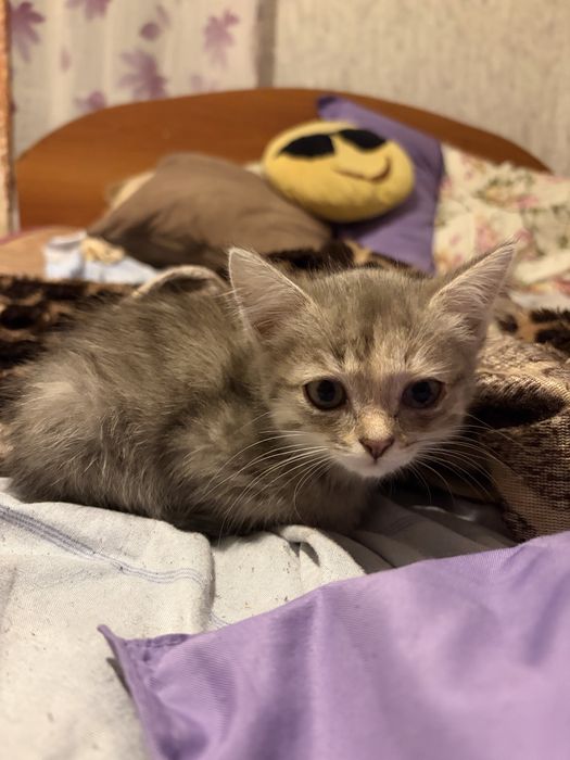 Котенок в добрые руки