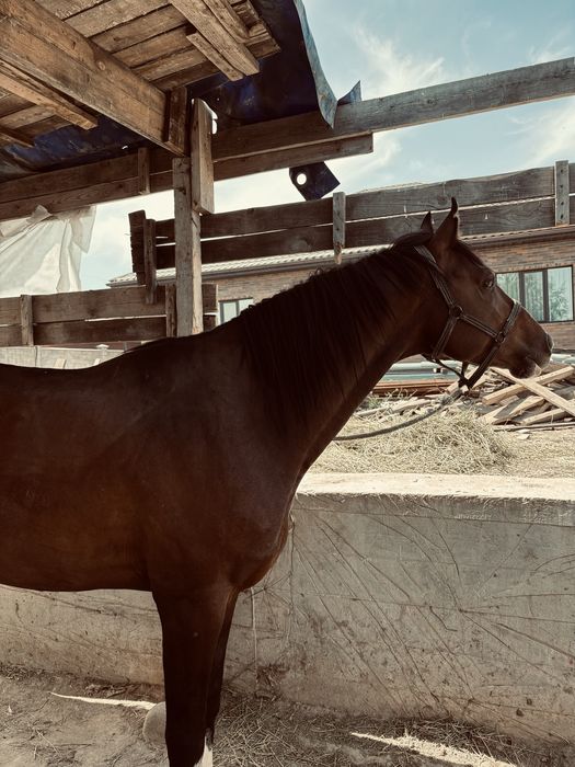 Бесті Айғыр таза қанды