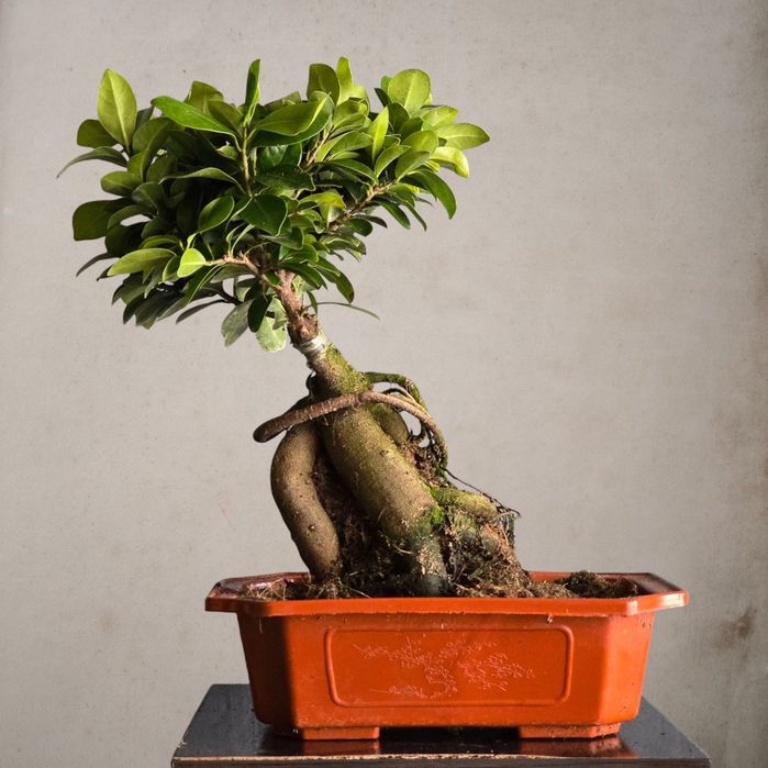 Фикус Бонсай Гинсенг Цветы Гуллар Комнатные Растения к