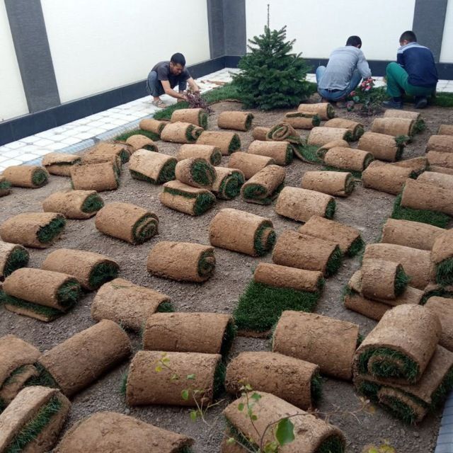 Газон икиш рулонавой чим дарахт мутахасис