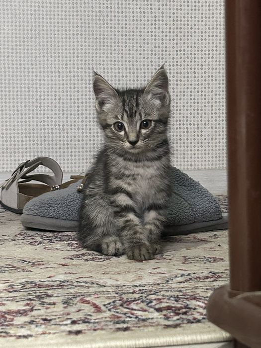 Породистие котята