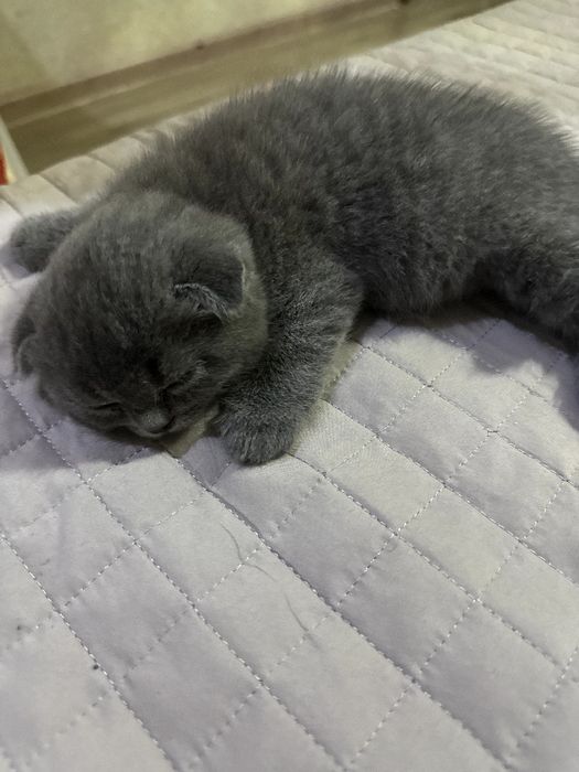 Котенок самка послушная