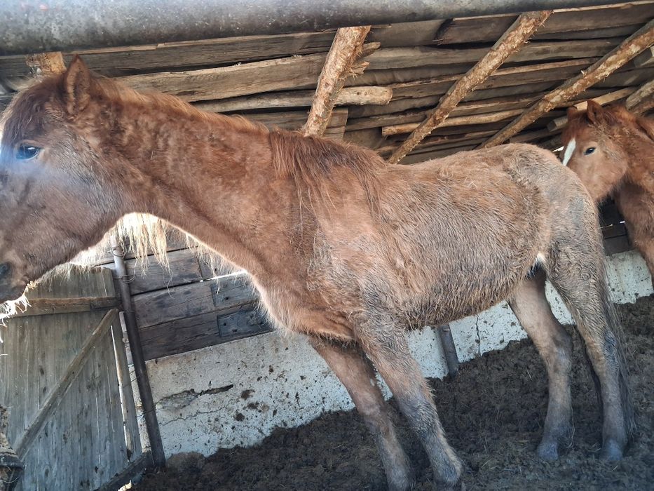 Откормда тұрған байтал