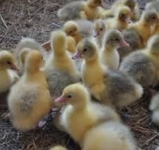 Қаз балапаны сатылады