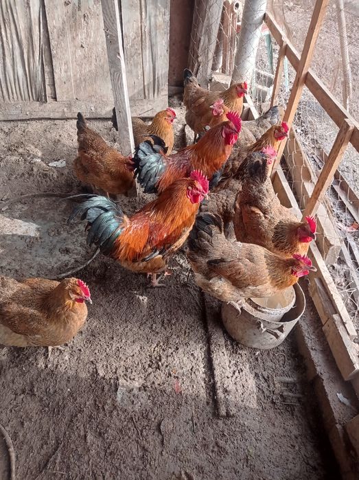 Инкубационные яйца кучинской юбилейной