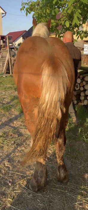 Vând Mânz Comtois blond de 1 an sau schimb