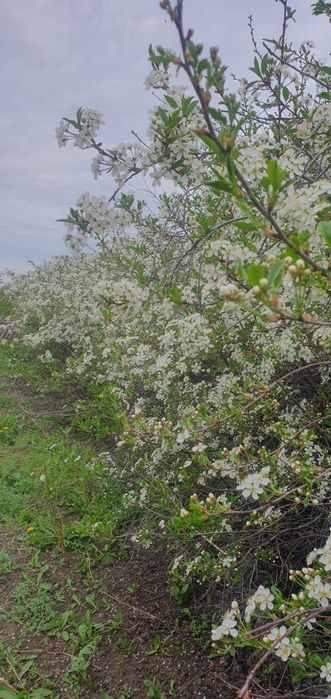 ПРОДАЕТСЯ ДАЧА! Д/о жемчужина